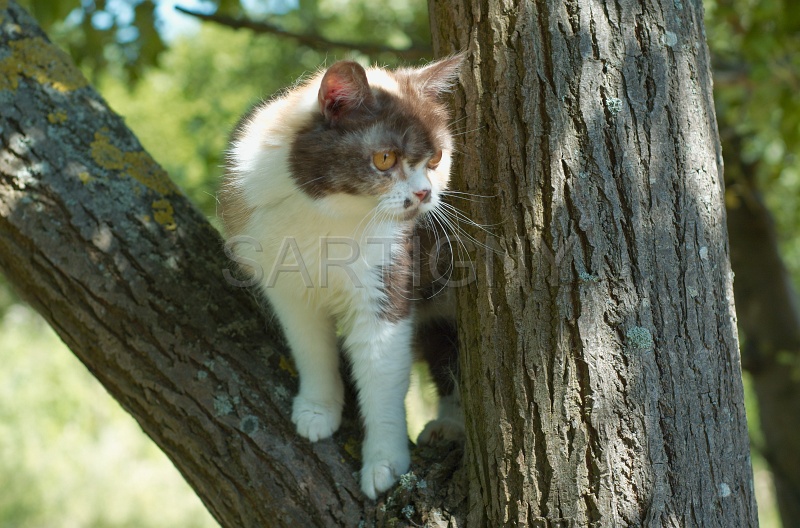 BRITISH SHORTHAIR 075.jpg